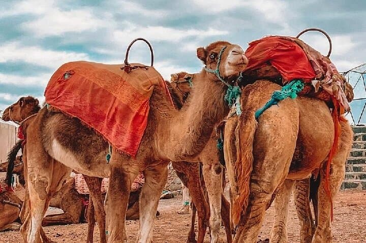 Agafay Desert Camel Ride, Dinner Show & Quad Biking Near Marrakech photo 5