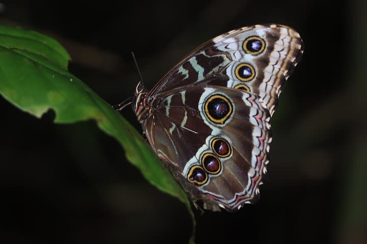 Arenal Night Walk: Private Nocturnal Rainforest Tour at Mirador El Silencio photo 4