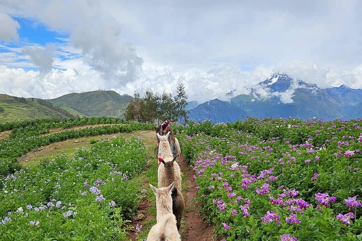 Walk with Llamas and Alpacas in Chinchero — Sacred Valley Hike & Picnic photo 4