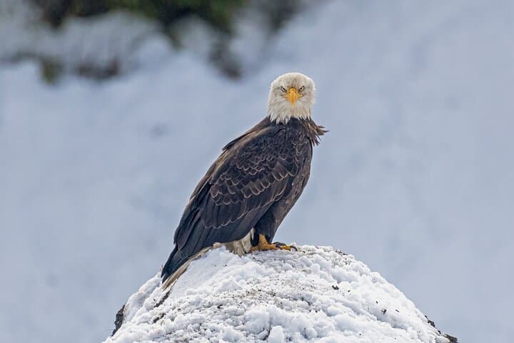 Exploring Yellowstone’s Winter Wildlife: A Private Safari from Bozeman to Lamar Valley