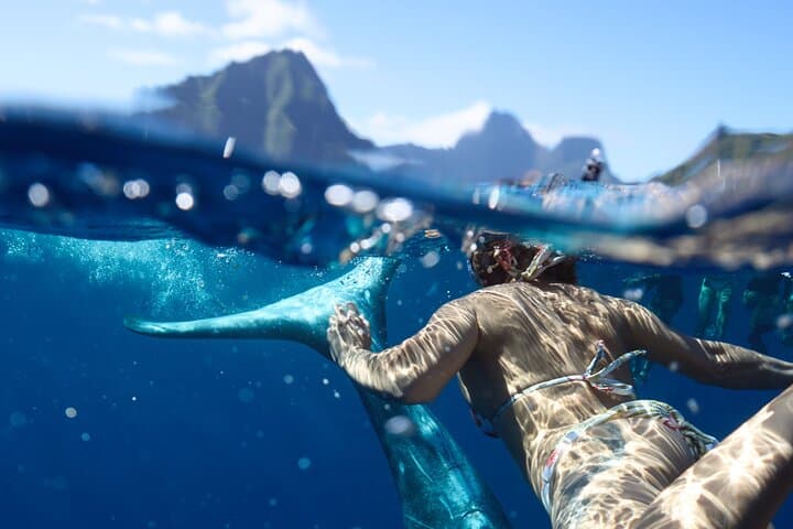 Moorea Private Boat Tour: Swim with Humpback Whales and Reef Sharks photo 2