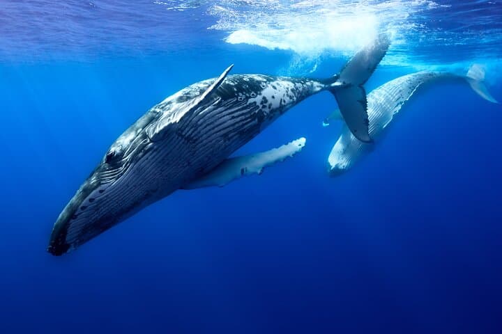 Moorea Private Boat Tour: Swim with Humpback Whales and Reef Sharks photo 3