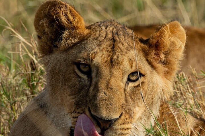 2-Day Mikumi National Park Safari from Dar es Salaam — Evening & Morning Game Drives