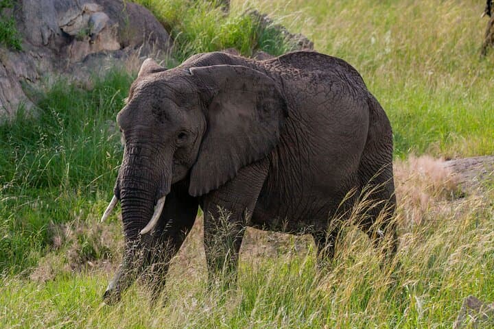 2-Day Mikumi National Park Safari from Dar es Salaam — Evening & Morning Game Drives photo 2
