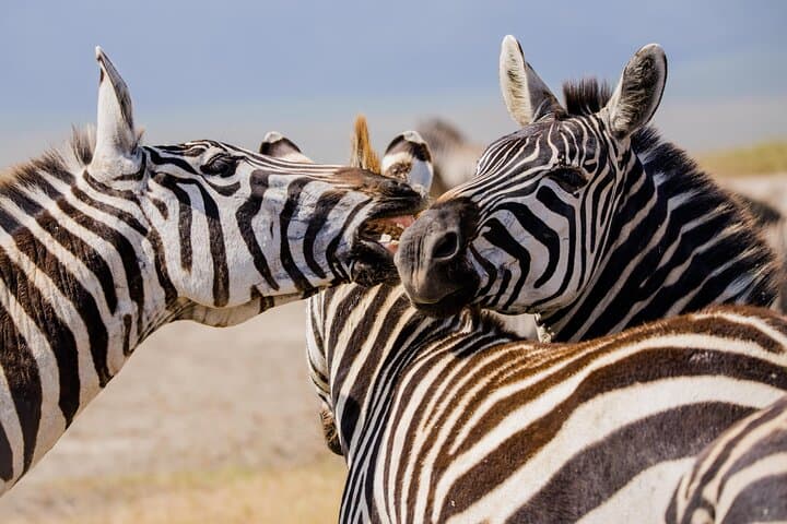 2-Day Mikumi National Park Safari from Dar es Salaam — Evening & Morning Game Drives photo 3