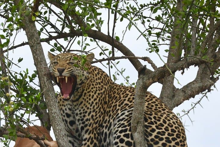 2-Day Mikumi National Park Safari from Dar es Salaam — Evening & Morning Game Drives photo 4