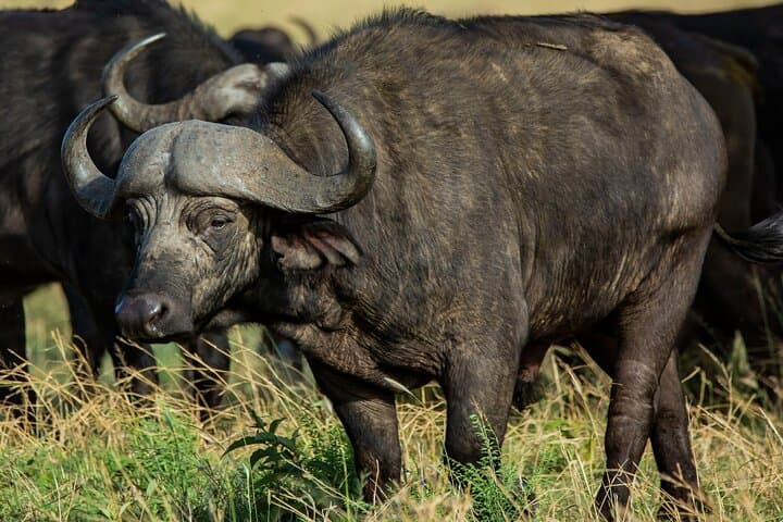 2-Day Mikumi National Park Safari from Dar es Salaam — Evening & Morning Game Drives photo 5