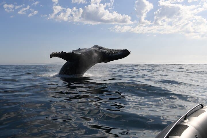 Yzerfontein Whale Watching Expedition: Humpback Supergroups & Marine Life photo 6
