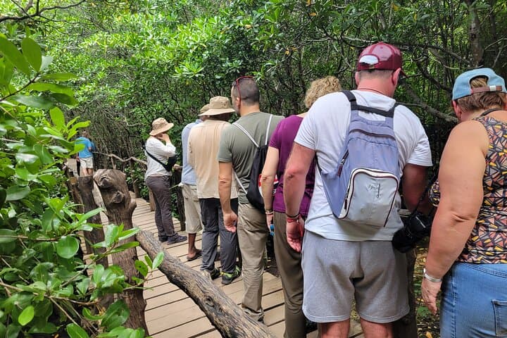 Jozani Forest Walking Tour: Red Colobus, Mangroves & Butterfly Sanctuary photo 6