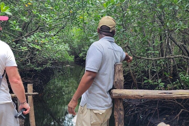 Jozani Forest Walking Tour: Red Colobus, Mangroves & Butterfly Sanctuary photo 2