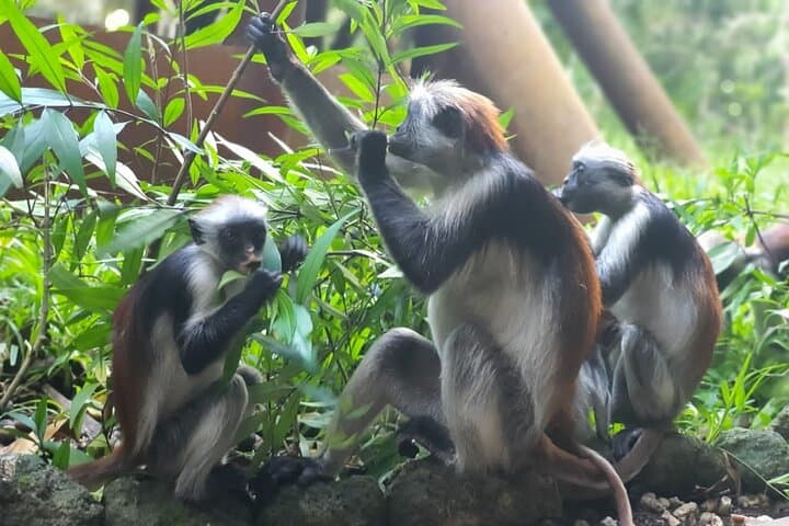 Jozani Forest Walking Tour: Red Colobus, Mangroves & Butterfly Sanctuary photo 3