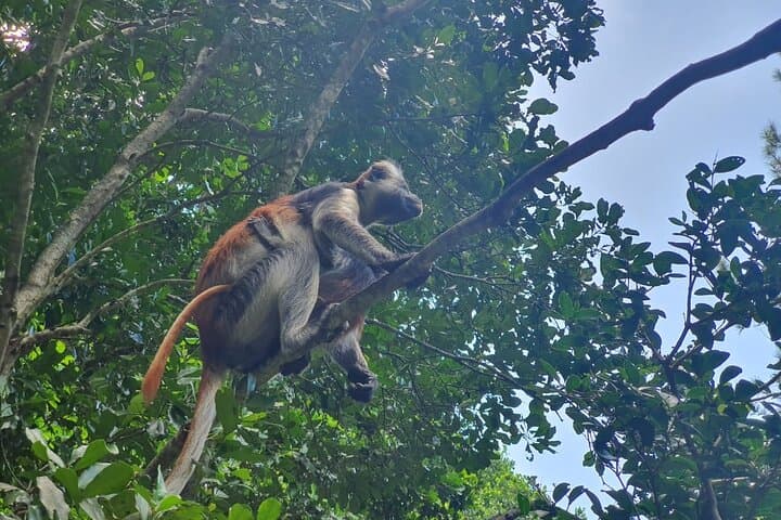 Jozani Forest Walking Tour: Red Colobus, Mangroves & Butterfly Sanctuary photo 4