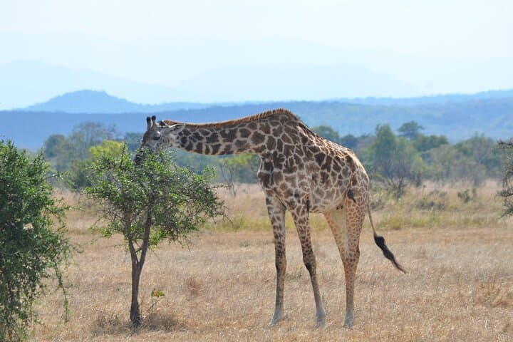 Full-Day Safari to Mikumi National Park from Zanzibar — Big Four Game Drives & Birding photo 5