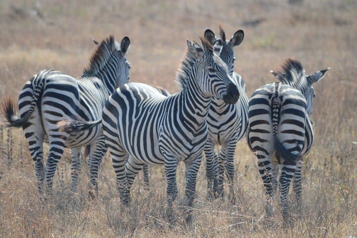 Mikumi National Park Safari from Zanzibar — 2-Day Big Game & Birding Escape photo 4