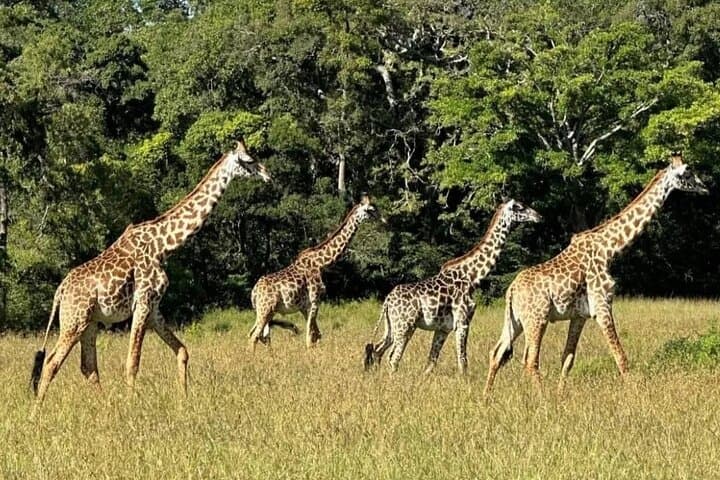 3-Day Safari from Dar es Salaam to Mikumi National Park