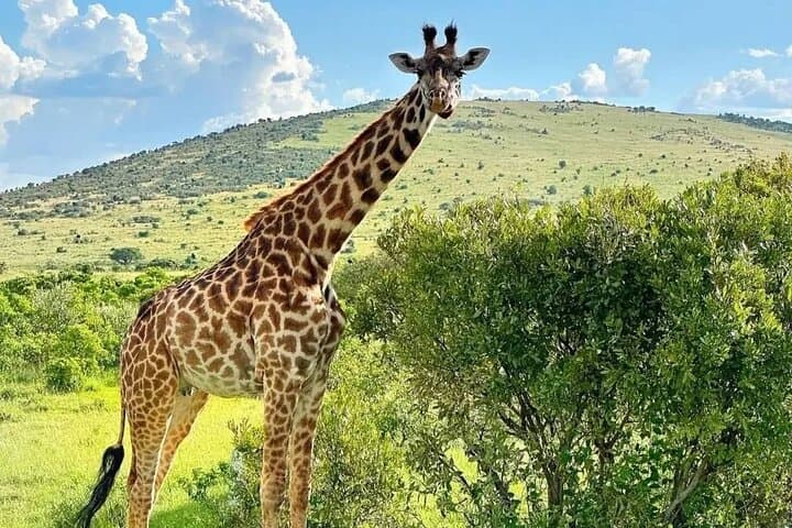 3-Day Safari from Dar es Salaam to Mikumi National Park photo 2