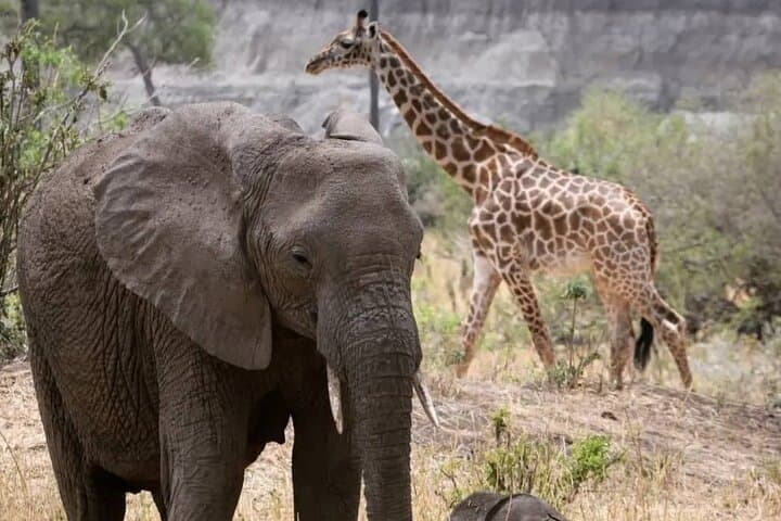 3-Day Safari from Dar es Salaam to Mikumi National Park photo 3