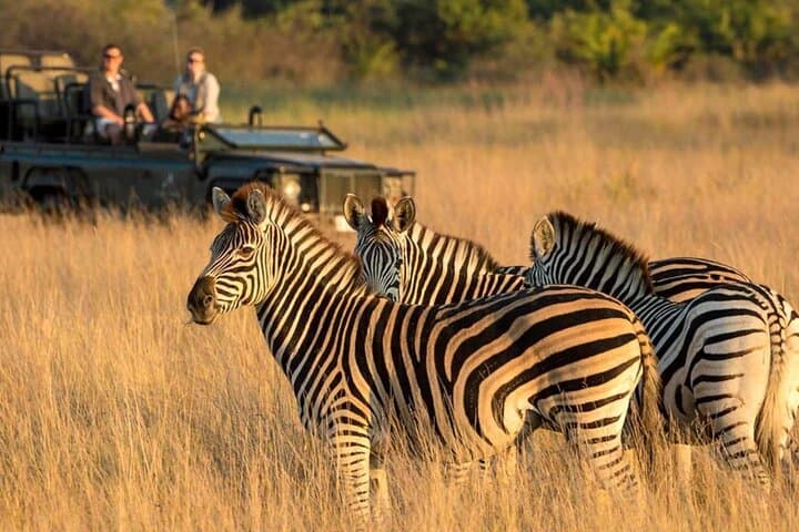 Half-Day Tala Game Reserve Safari and Durban City Highlights