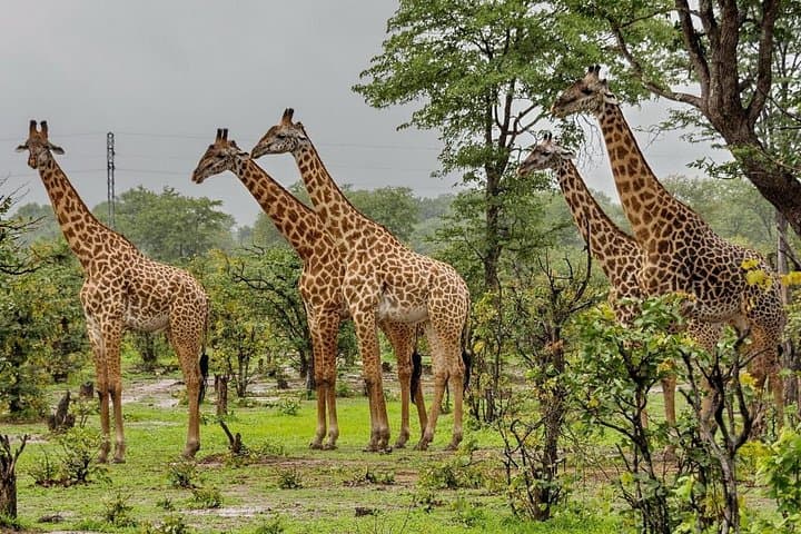Half-Day Tala Game Reserve Safari and Durban City Highlights photo 2
