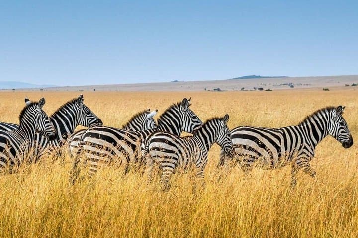 Half-Day Tala Game Reserve Safari and Durban City Highlights photo 3