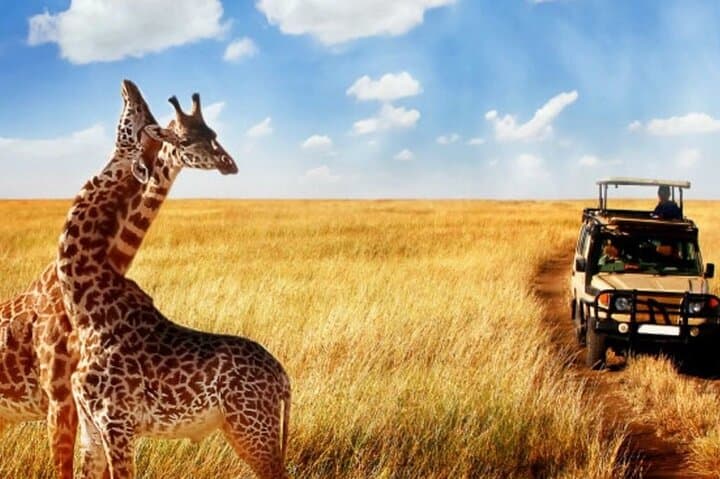 Half-Day Tala Game Reserve, Phezulu Safari & Durban City Tour — Safari, Zulu Culture & Durban Highlights photo 2