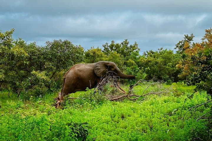 Mole National Park Safari and Larabanga Mosque: Day Trip from Tamale photo 2