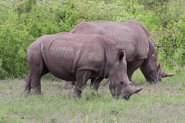 Amboseli 2-Day Jeep Safari: Elephants, Plains and Kilimanjaro Views photo 3