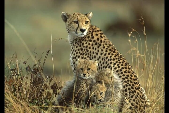 Amboseli 2-Day Jeep Safari: Elephants, Plains and Kilimanjaro Views photo 2