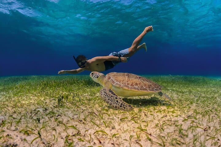 Powerboat Snorkel to Cozumel’s El Cielo: Starfish, Reefs & Beach Lunch photo 5