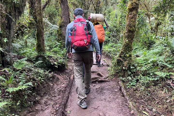 Day Hike on Kilimanjaro via Marangu Route — Mandara Hut in One Day photo 2