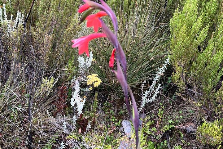 Day Hike on Kilimanjaro via Marangu Route — Mandara Hut in One Day photo 3