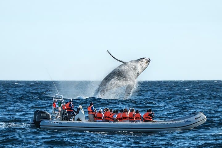 Los Cabos Whale-Watching Fast Zodiac Tour to El Arco