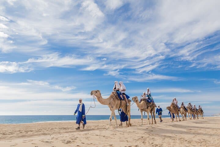 Cabo Camel Safari: Beach Ride, Mexican Buffet & Tequila Tasting