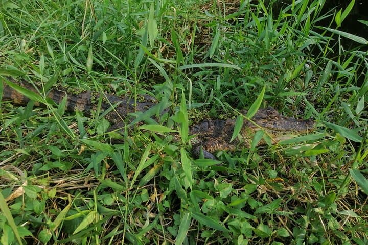 Canoe the Canals of Tortuguero National Park: Guided Wildlife Canoe Tour photo 2