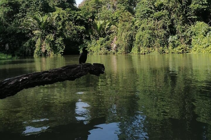 Canoe the Canals of Tortuguero National Park: Guided Wildlife Canoe Tour photo 3