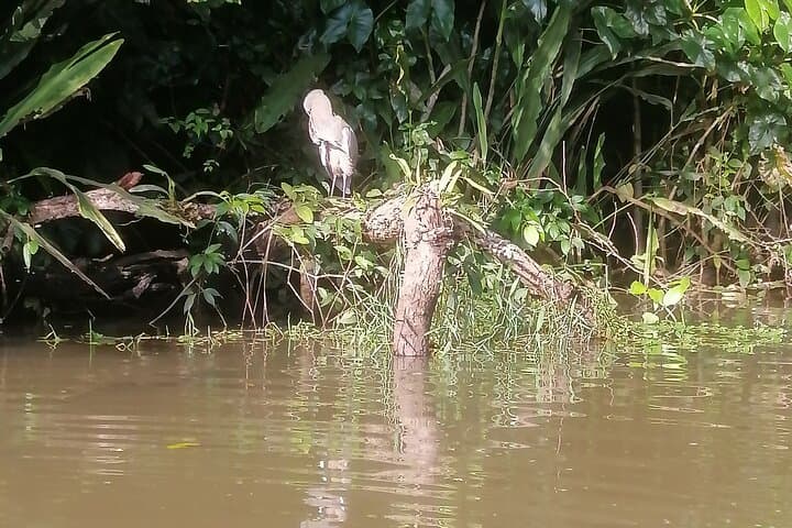 Canoe the Canals of Tortuguero National Park: Guided Wildlife Canoe Tour photo 4