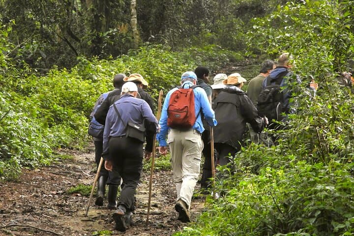 3-Day Gorilla Trekking & Golden Monkey Safari from Kigali photo 3