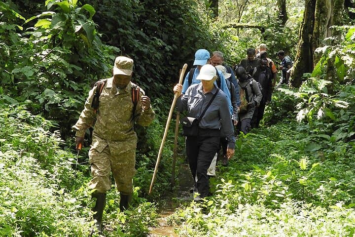 3-Day Gorilla Trekking & Golden Monkey Safari from Kigali photo 5