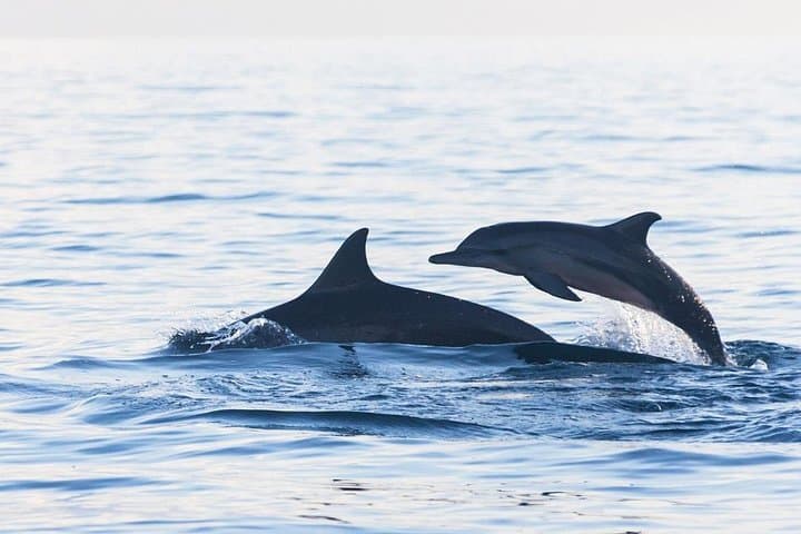 Lovina Dolphin Watching, Swimming & Snorkeling: Sunrise Boat Adventure in North Bali photo 1