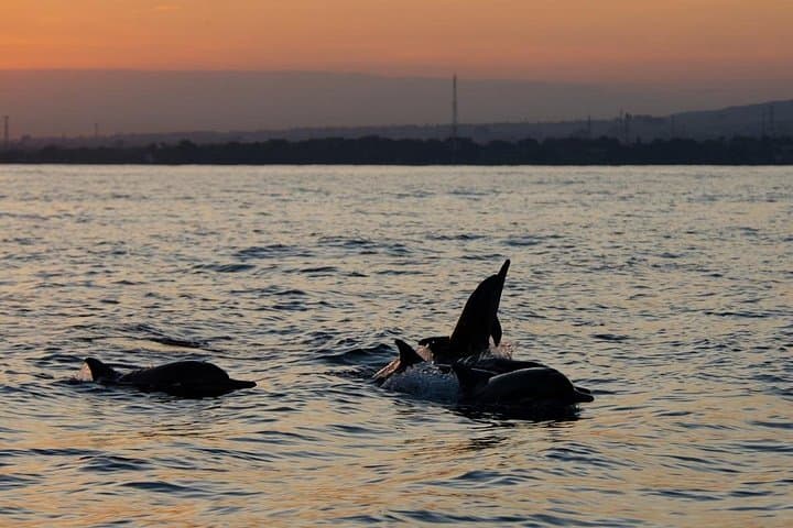 Lovina Dolphin Watching, Swimming & Snorkeling: Sunrise Boat Adventure in North Bali photo 3