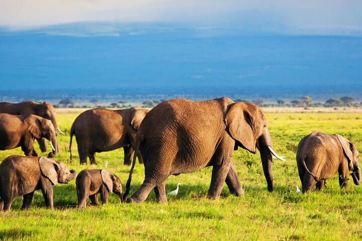 Amboseli 2-Day Jeep Safari: Elephants, Plains and Kilimanjaro Views photo 4