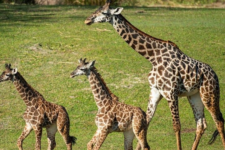 Amboseli 2-Day Jeep Safari: Elephants, Plains and Kilimanjaro Views photo 5