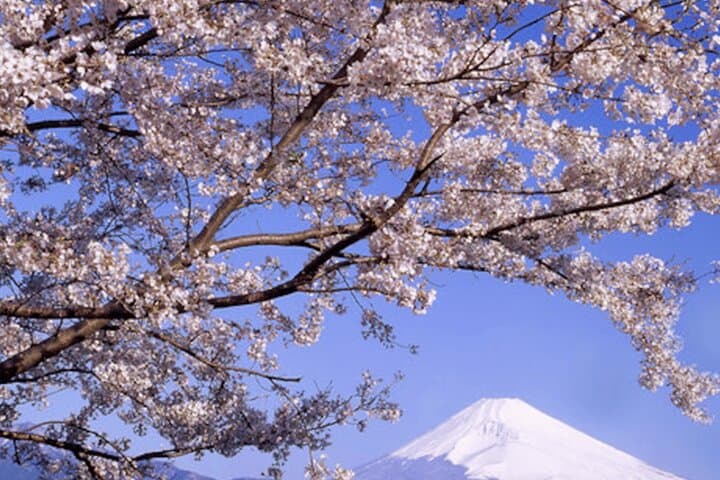 Private Mt. Fuji Day Tour from Tokyo — Customizable Van Excursion photo 2