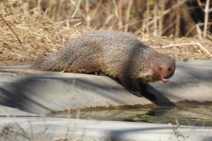 Jhalana Leopard Reserve: Private Jeep Safari in Jaipur photo 4