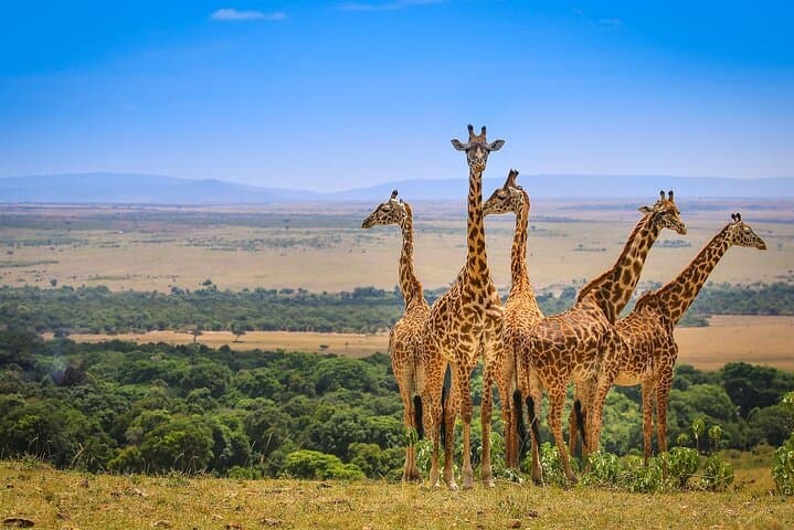 Half-Day Nairobi National Park Guided Safari with Free WiFi photo 2