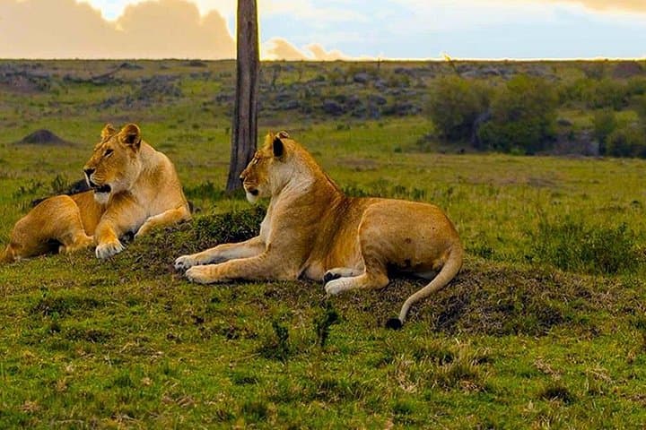 Evening Game Drive at Nairobi National Park: Wildlife Meets City Skyline photo 4