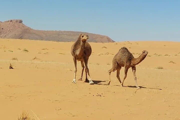 Overnight Desert Camp in Erg Chebbi: Camel Trek, Stargazing & Berber Tents photo 3