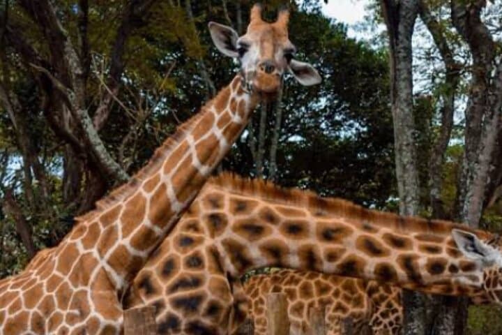 Giraffe Centre, Karen Blixen Museum & Kazuri Beads Factory — Nairobi Half-Day Cultural and Wildlife Tour photo 4