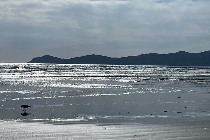 Kapiti Private Tesla Tour: Coastal Wildlife, Classic Cars & Kapiti Island Views