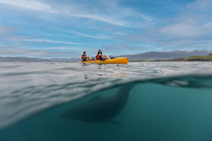 Seal Kayaking in Kaikoura — Pedal Kayak with New Zealand Fur Seals photo 2
